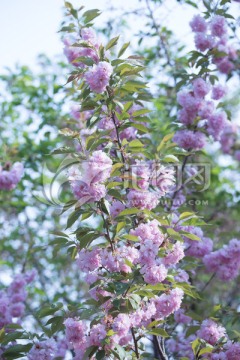 桃花花树