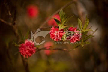 桃花
