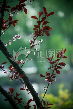 红叶树和花