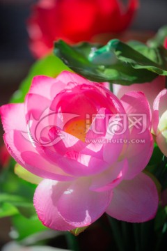荷花