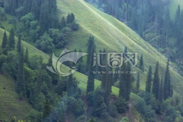 天山森林