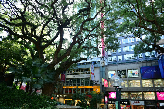 大树 古树