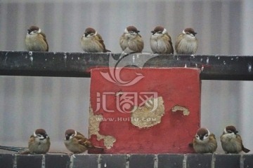 小鸟