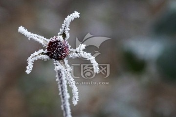雾挂残花