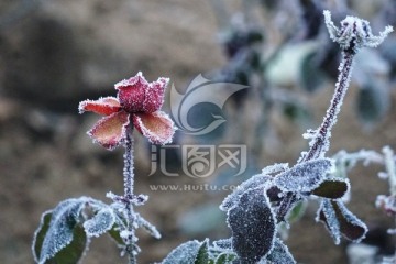 雾挂残花