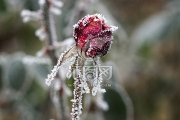 雾挂残花