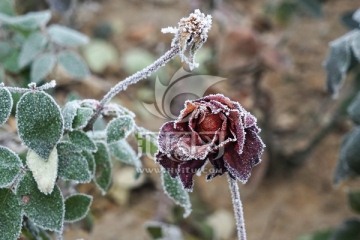 雾挂残花