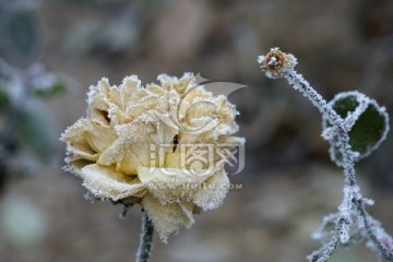 雾挂残花