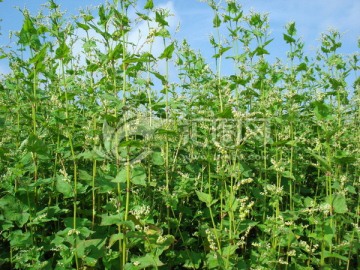 苦荞