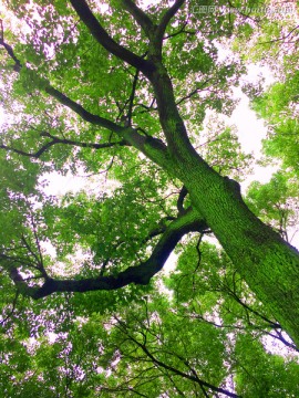 绿树天空