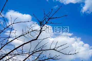 蓝天白云 树枝
