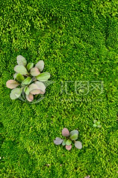 苔藓背景 绿色背景
