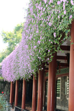 长廊 花背景