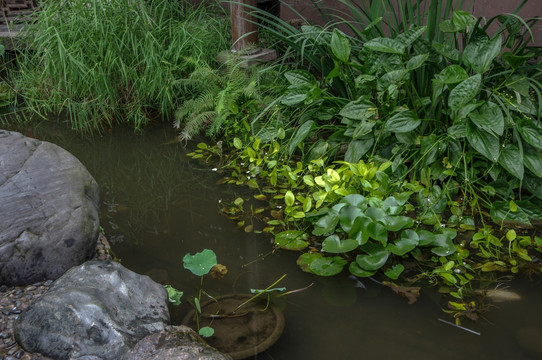 溪水绿植水草