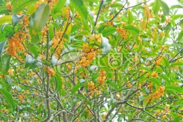 桂花树 盛开的桂花 丹桂飘