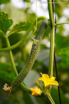 黄瓜花