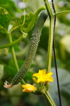 黄瓜花