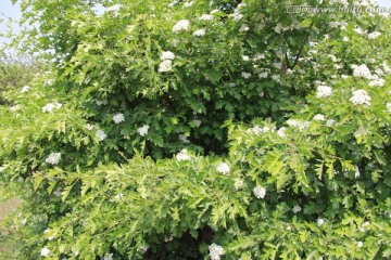 绿叶白花