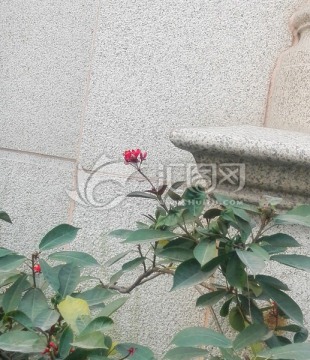 观赏花卉