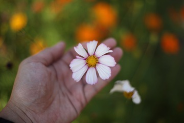 手中的花
