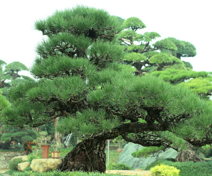 松树盆景