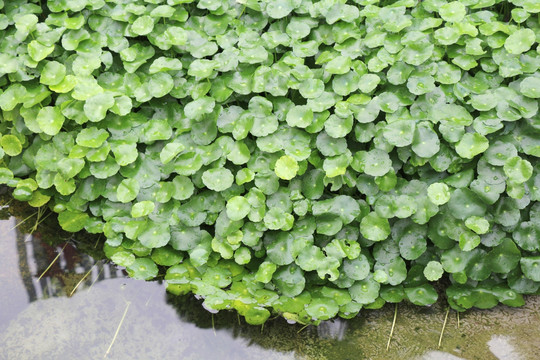 铜钱草