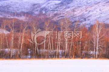 雪野白桦林雪景