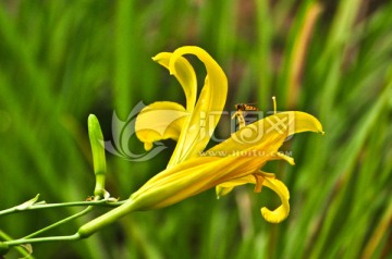 萱草花 黄花菜 忘忧草 小蜜蜂