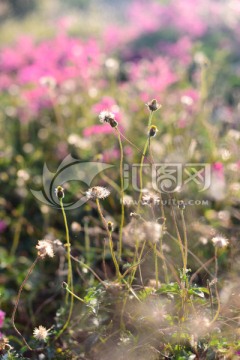 野草