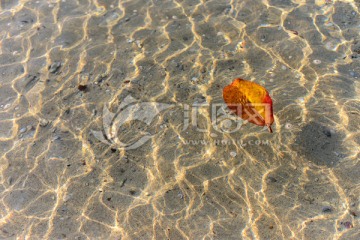 水面上的一片叶子