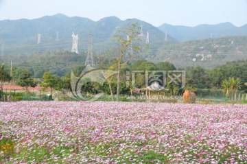 格桑花46