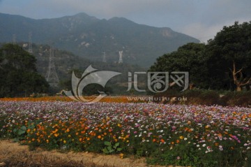 格桑花48
