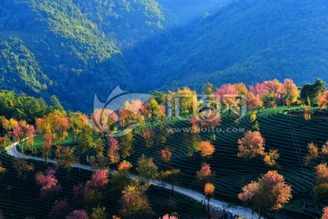 无量山樱花谷