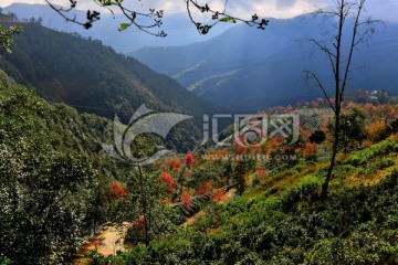 无量山樱花谷