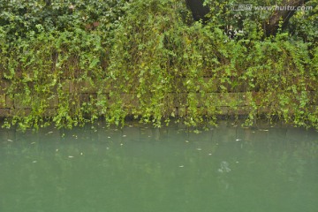 河边绿色植物