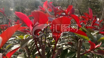 红叶胜于二月花