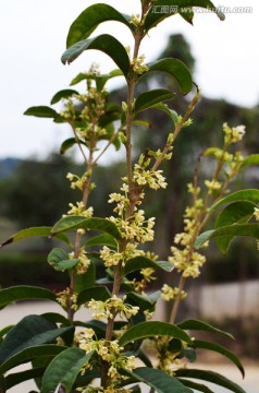 桂花