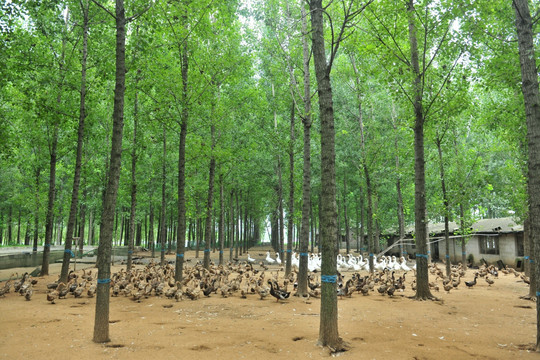 树林养殖鸭