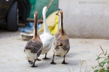 鹅