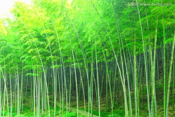 竹子 竹林