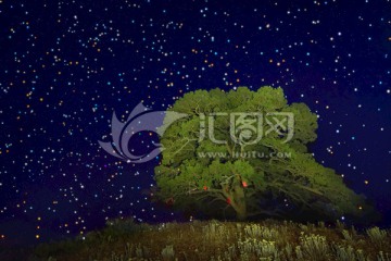 红土地老龙树满天星夜景