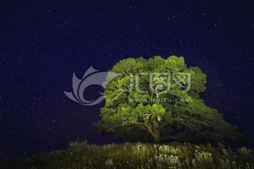 红土地老龙树满天星夜景