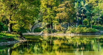 阳光树林池塘