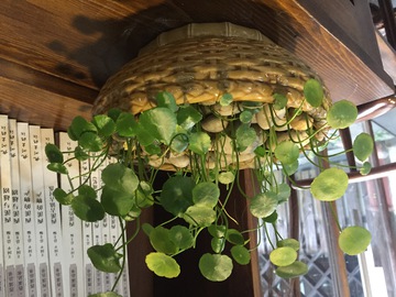 铜钱草