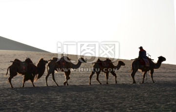 鸣沙山骆驼