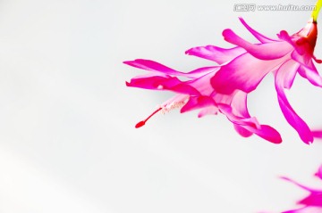 蟹爪兰的花蕊