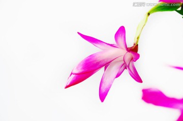 一支独秀