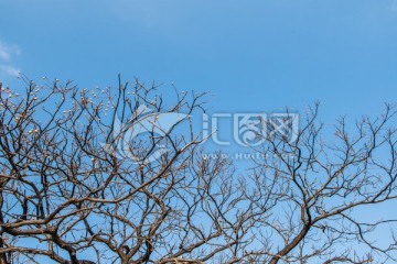 树枝的剪影 蓝天