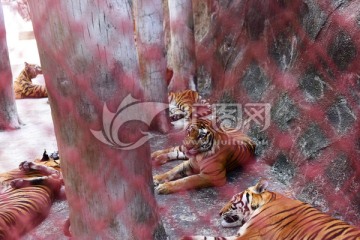 孟加拉虎 泰国龙虎园