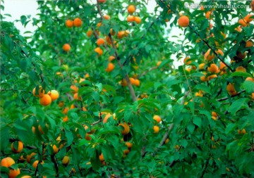 梅杏果树
